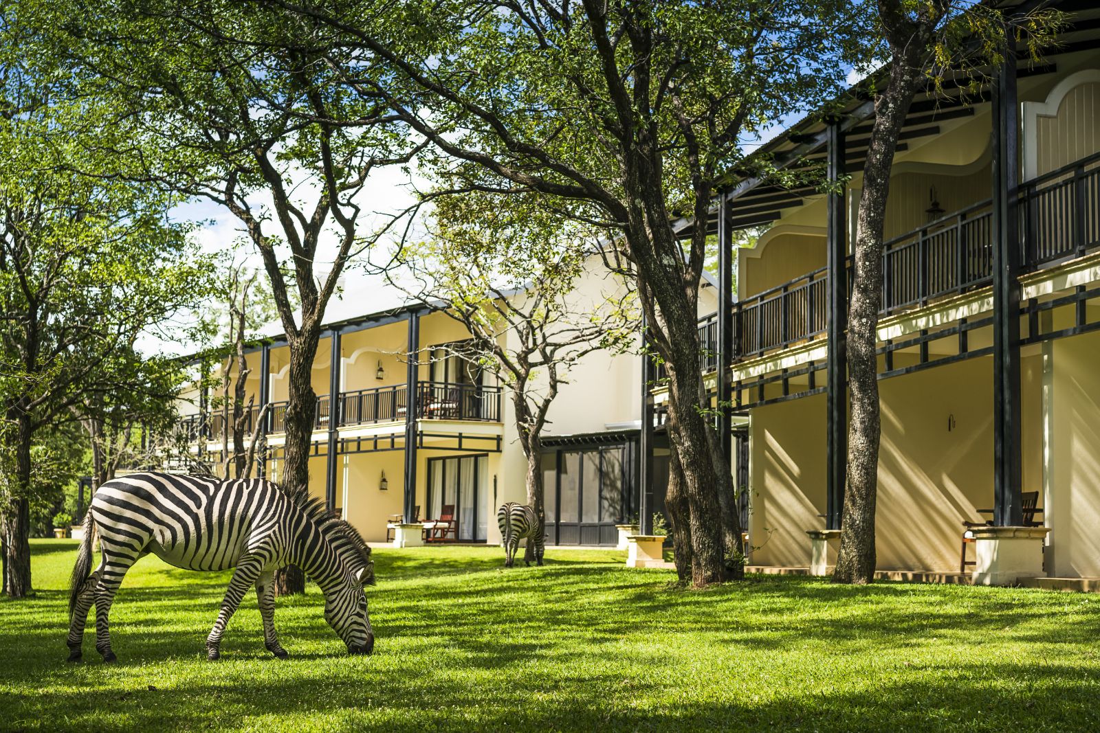 Zebras outside accommodation at The Royal Livingstone at Victoria Falls in Zambia