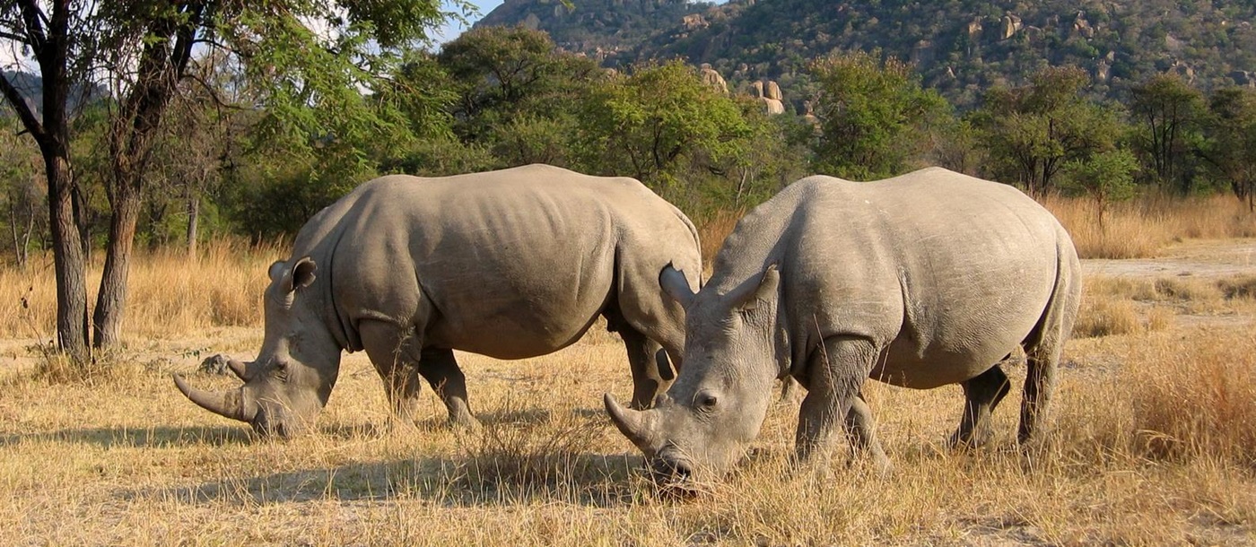 Rhino at Camp Amalinda