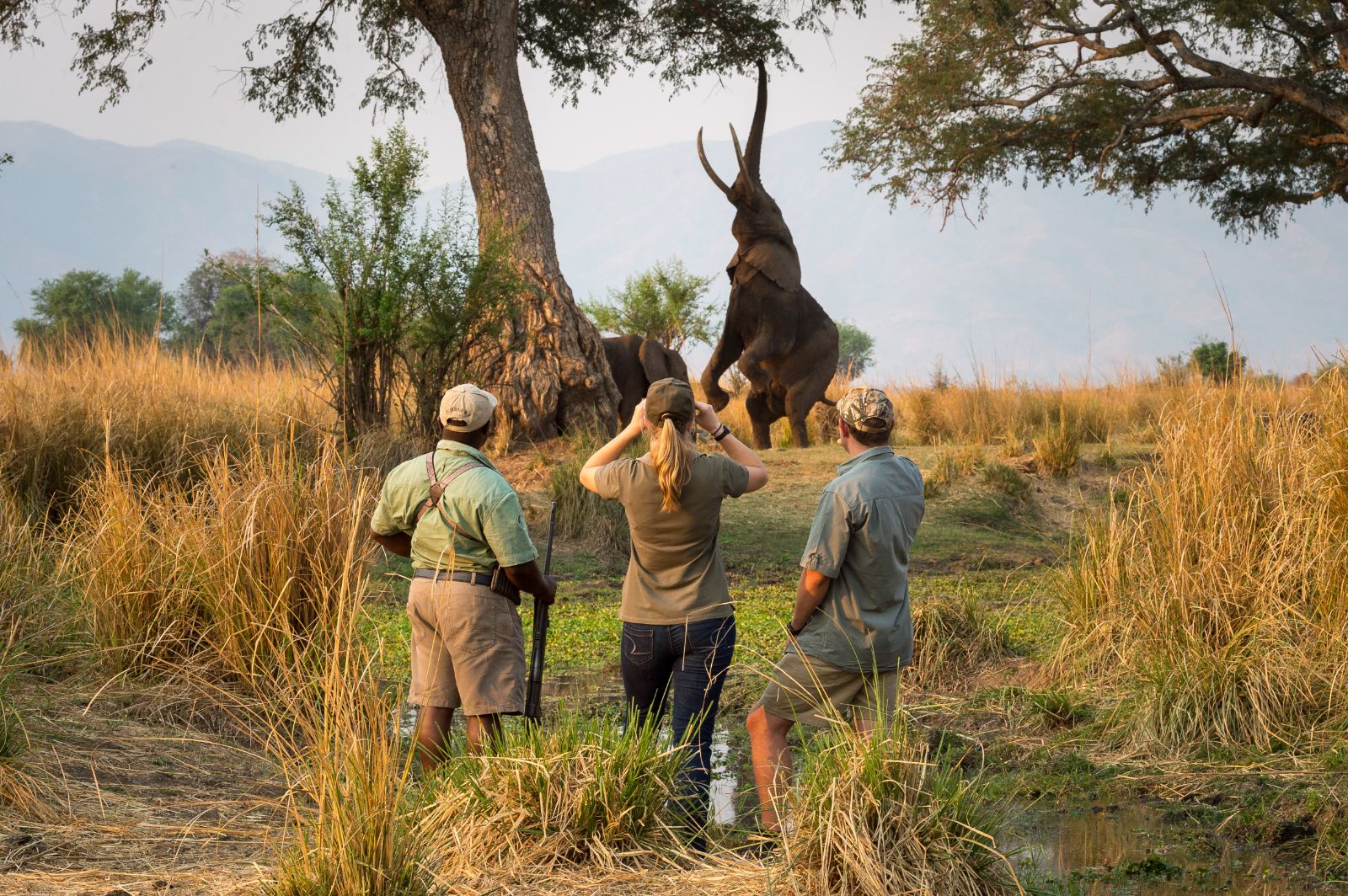 Guests on walking safari watching elephants at luxury camp Ruckomechi