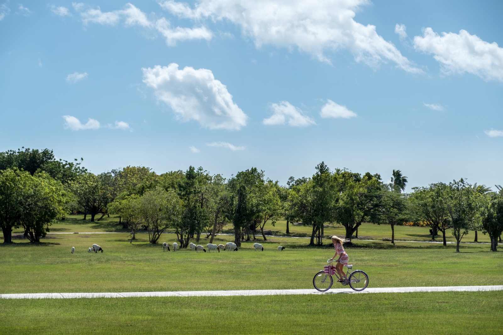 Girl cycling past past a field with sheep