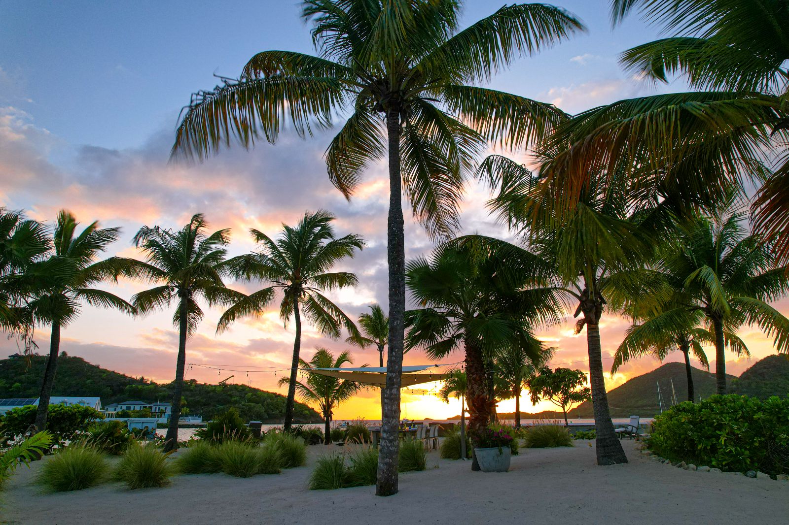 Palm Trees at Palm Point in Antigua