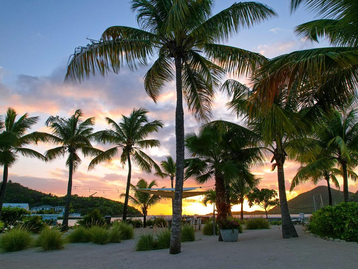 Palm Trees at Palm Point in Antigua
