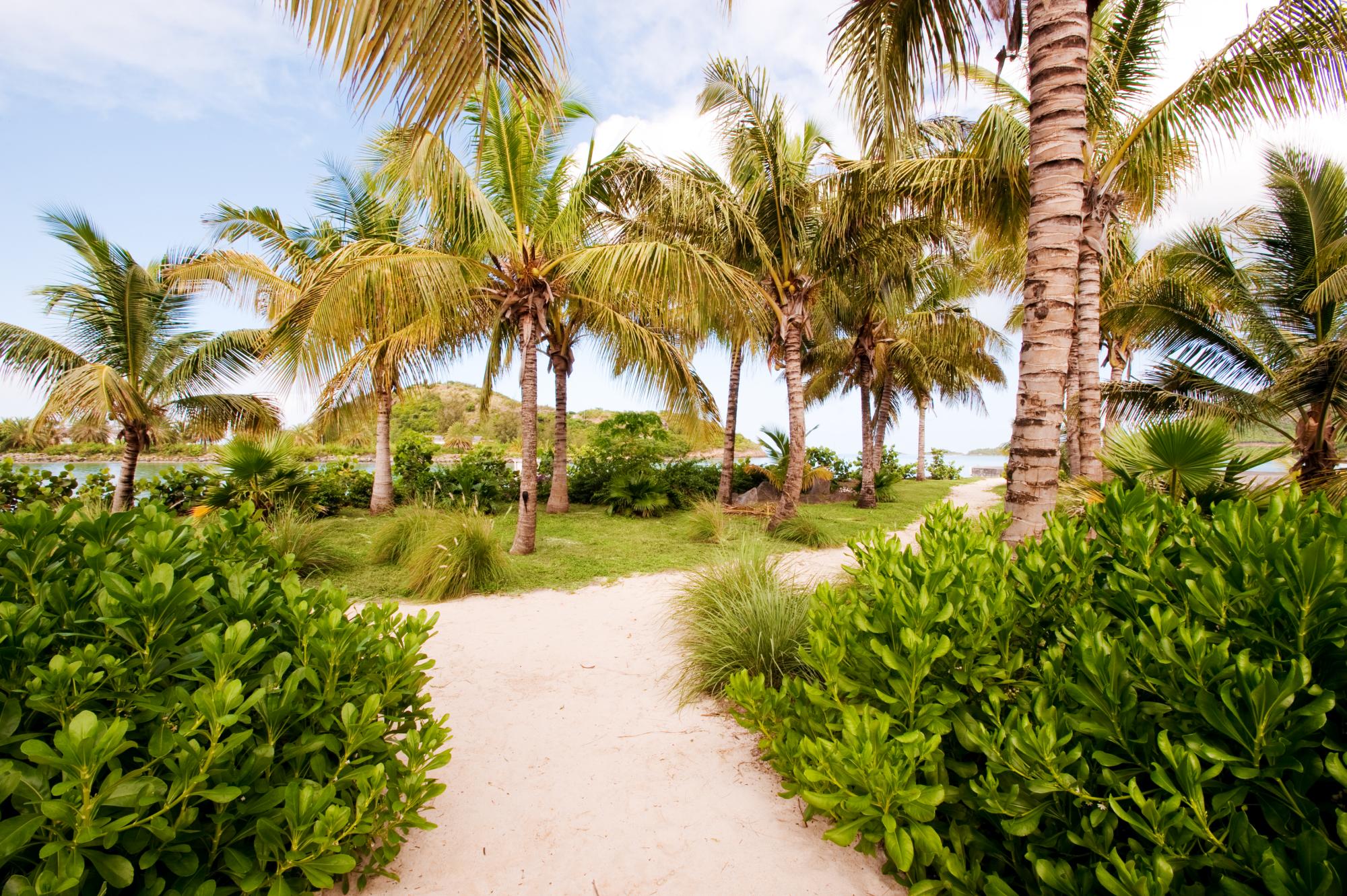 Pathway trhough bushes and palm trees at Palm Point, Antigua
