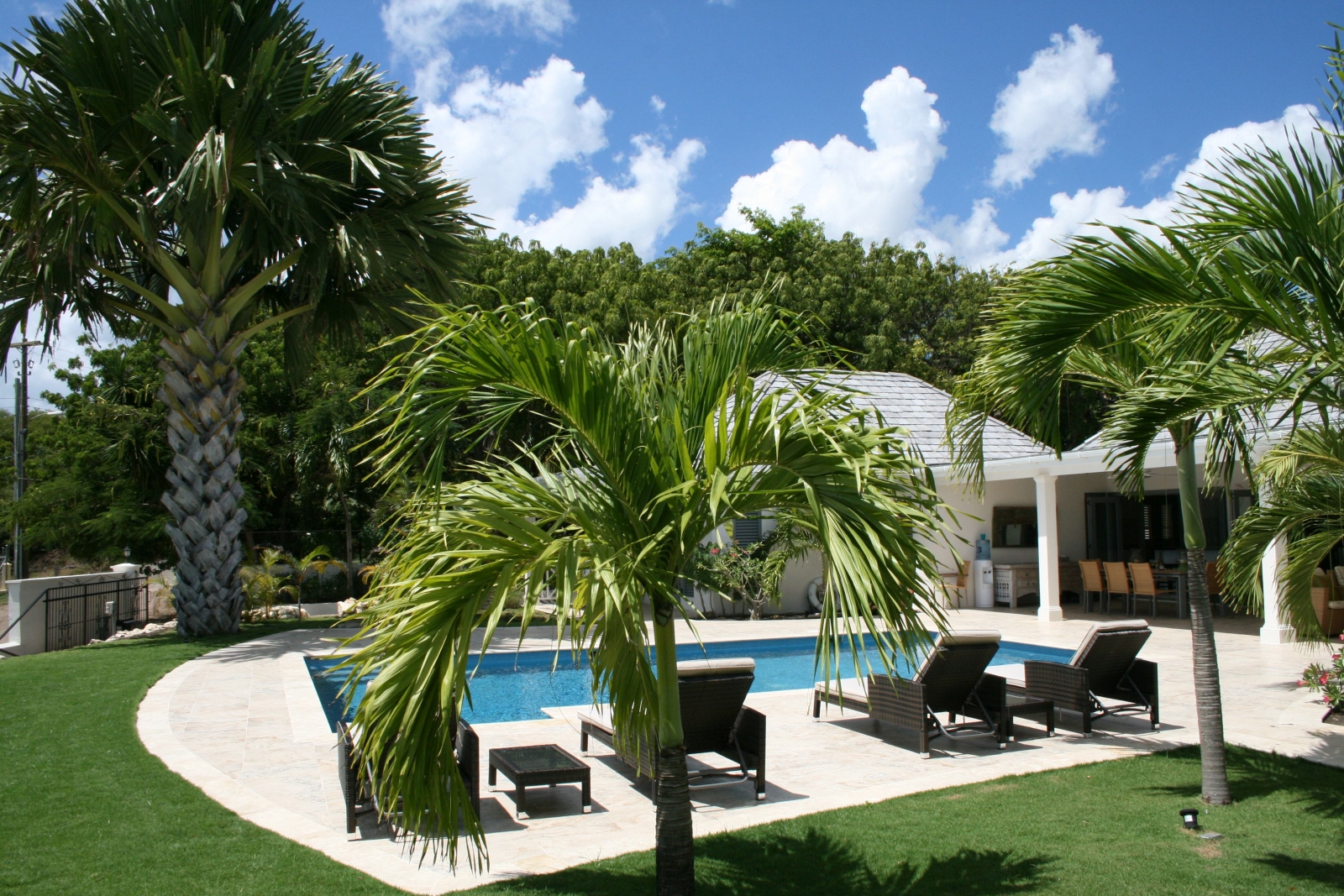 Palm tree and pool area with sun loungers 