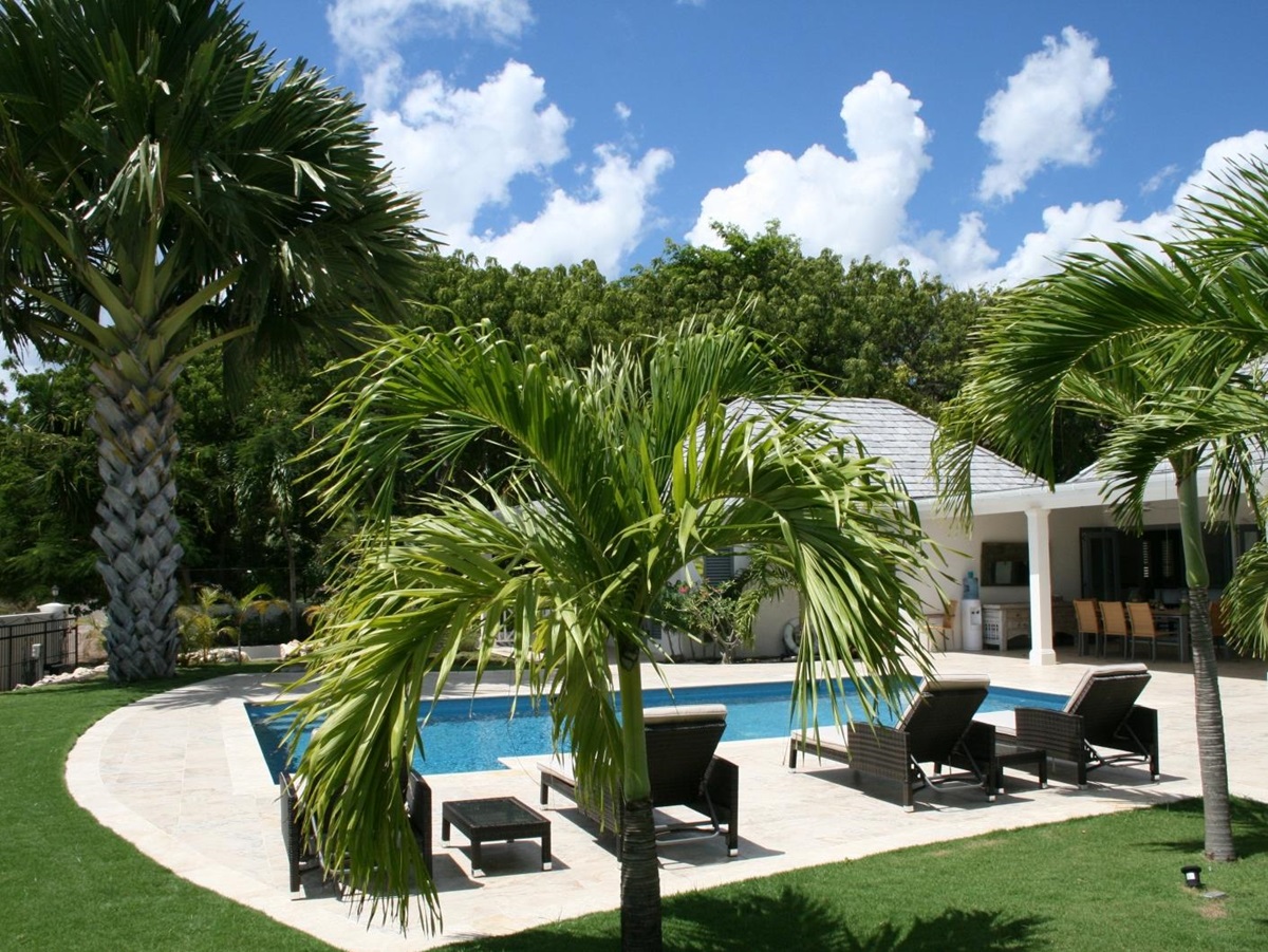 Palm tree and pool area with sun loungers