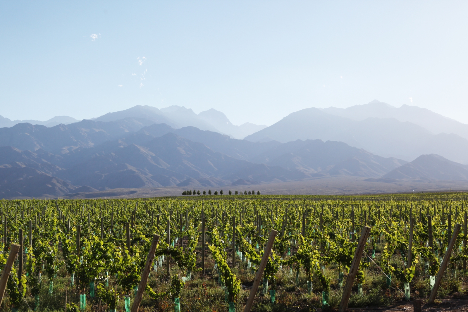 Vines at Casa de Uco Vineyards and Wine Resort in Argentina