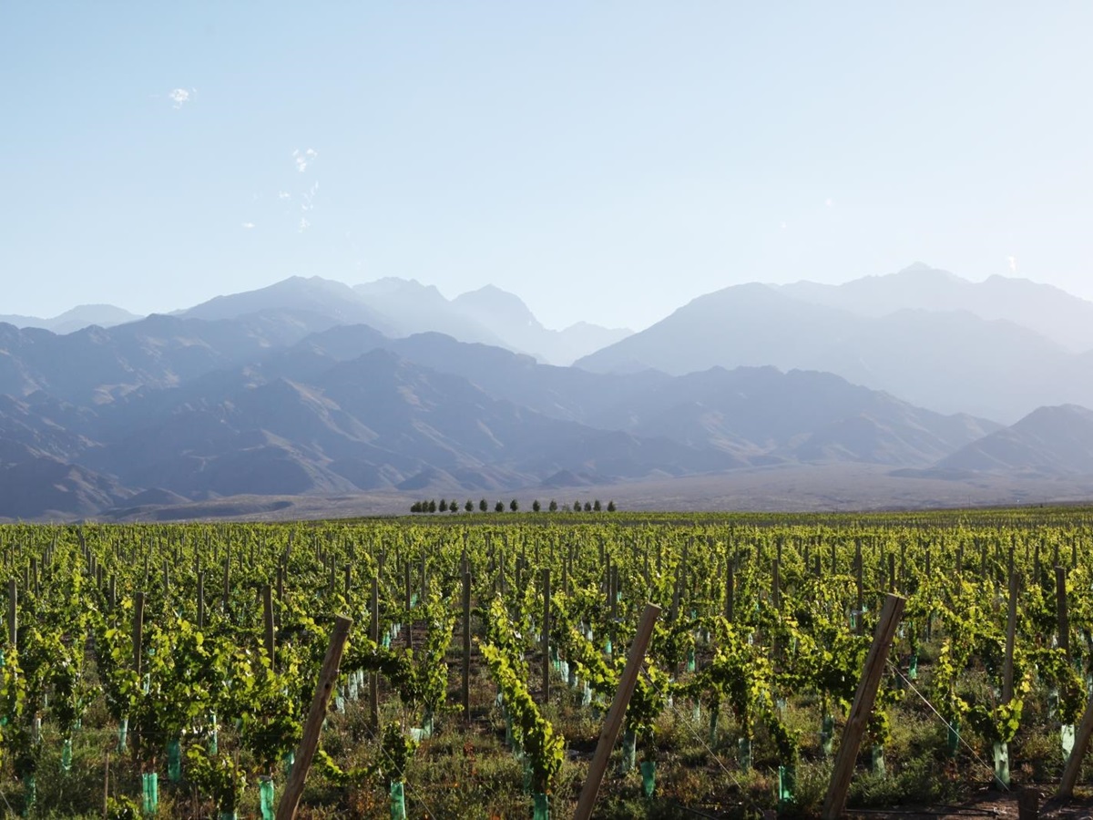 Vines at Casa de Uco Vineyards and Wine Resort in Argentina
