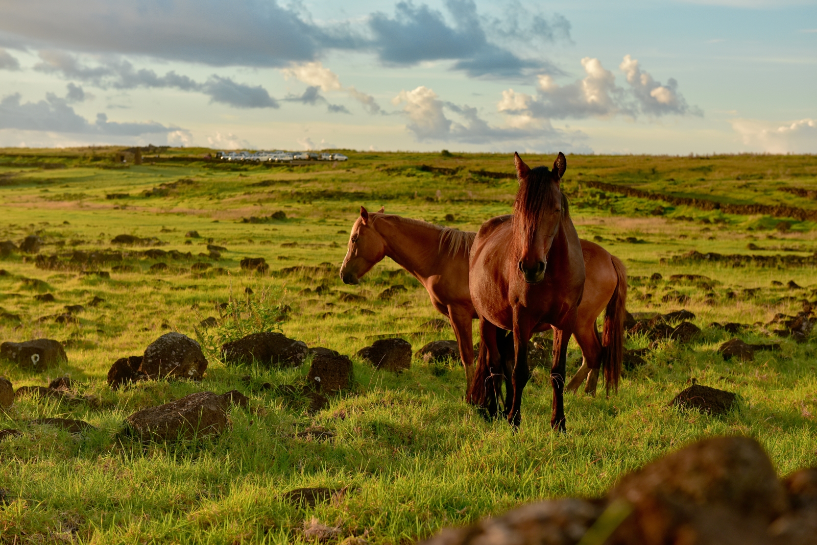 Horses at Estancia La Bamba de Areco in Argentina