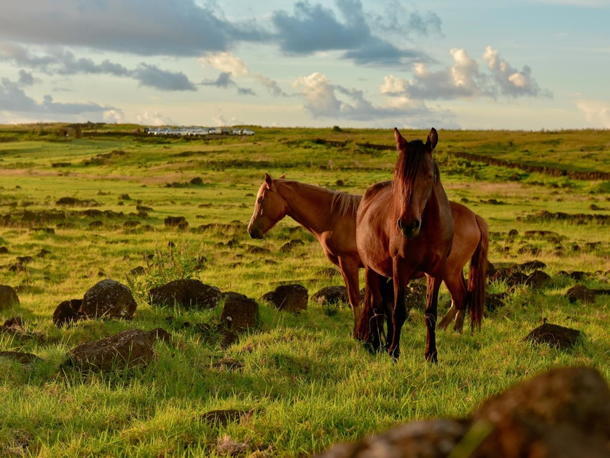 Horses at Estancia La Bamba de Areco in Argentina