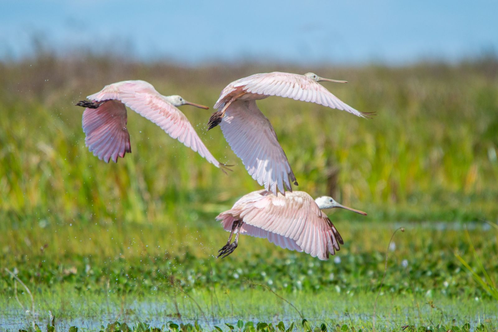 Roseate spoonbills spotted on the grounds of Puerto Valle Hotel de Esteros in the Ibera Wetlands in Argentina