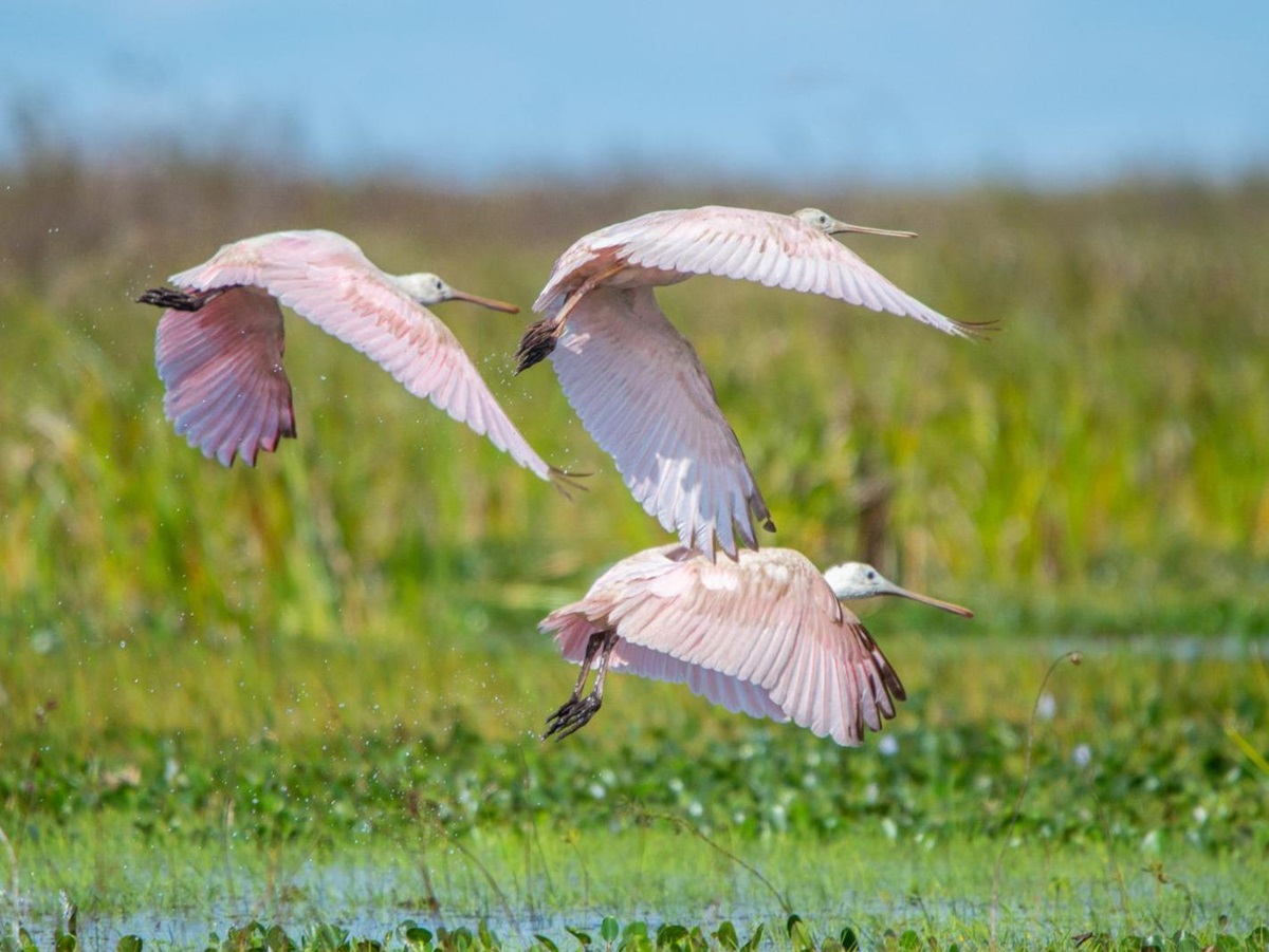 Roseate spoonbills spotted on the grounds of Puerto Valle Hotel de Esteros in the Ibera Wetlands in Argentina