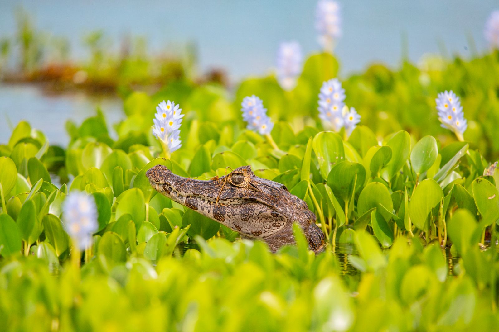 A caiman spotted on the grounds of Puerto Valle Hotel de Esteros in the Ibera Wetlands in Argentina