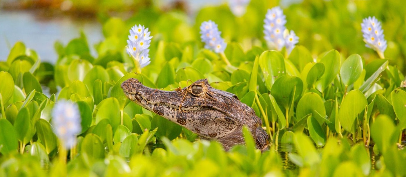 A caiman spotted on the grounds of Puerto Valle Hotel de Esteros in the Ibera Wetlands in Argentina
