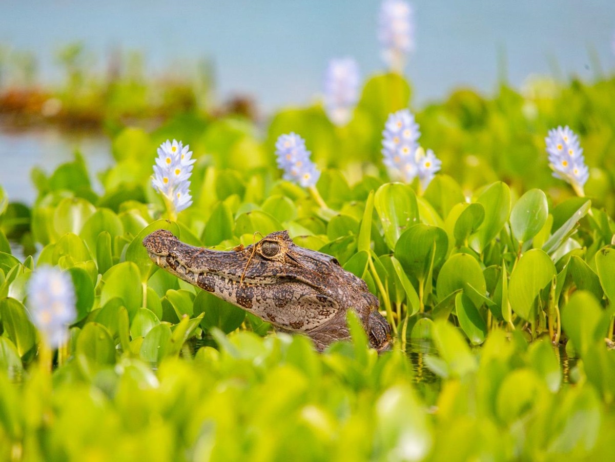 A caiman spotted on the grounds of Puerto Valle Hotel de Esteros in the Ibera Wetlands in Argentina