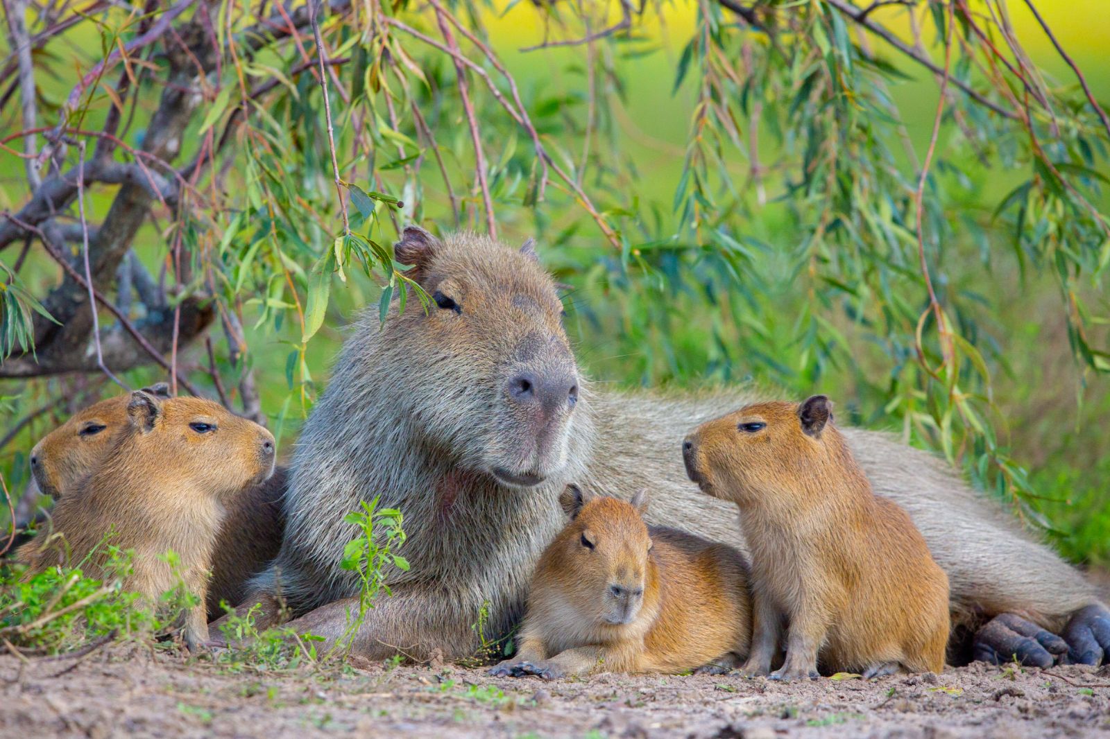 Capybara spotted on the grounds of Puerto Valle Hotel de Esteros in the Ibera Wetlands in Argentina