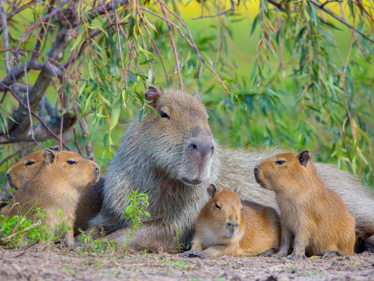 Capybara spotted on the grounds of Puerto Valle Hotel de Esteros in the Ibera Wetlands in Argentina