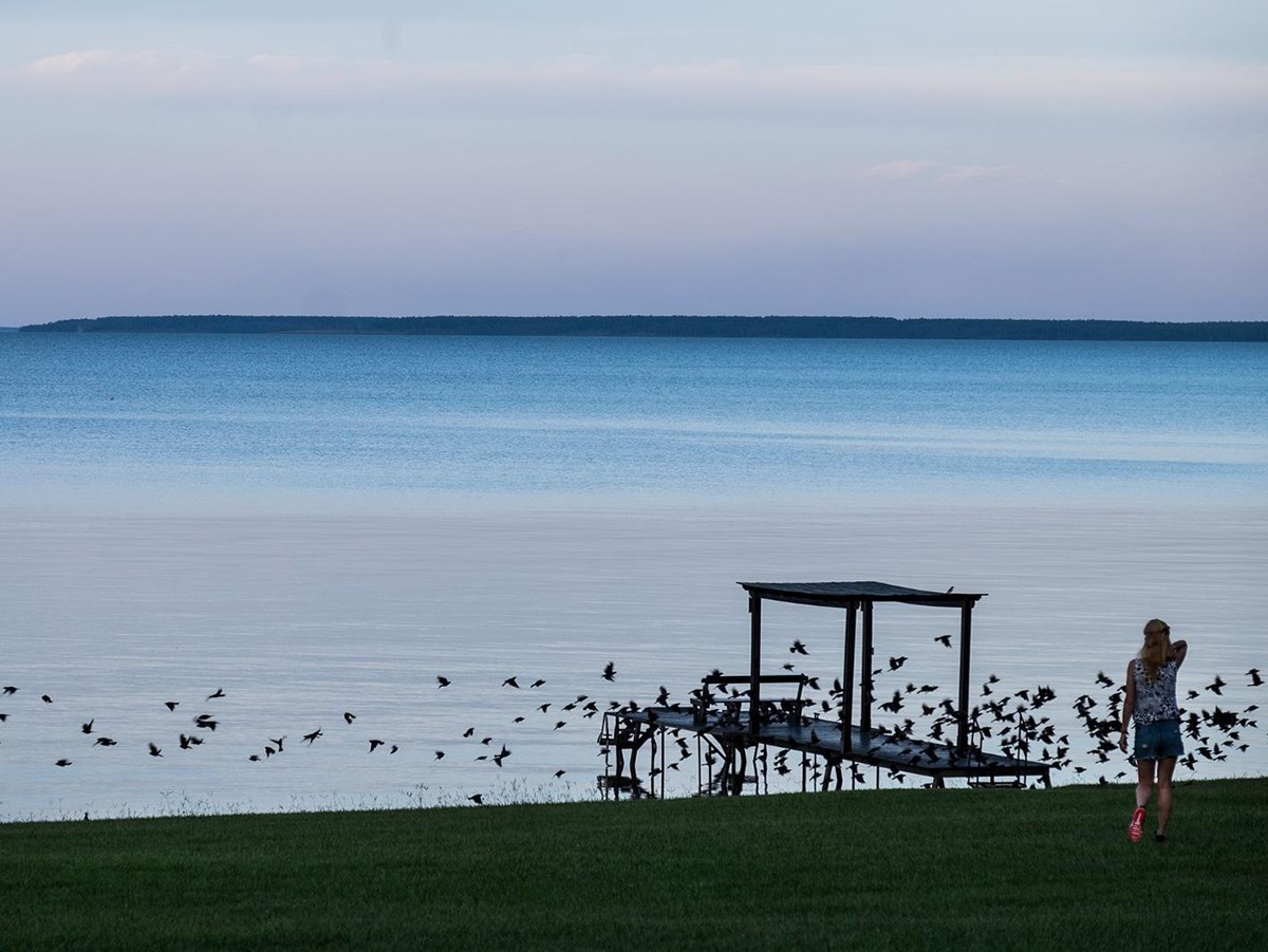 Birds on the dock at Puerto Valle Hotel de Esteros in Argentina's Ibera Wetlands