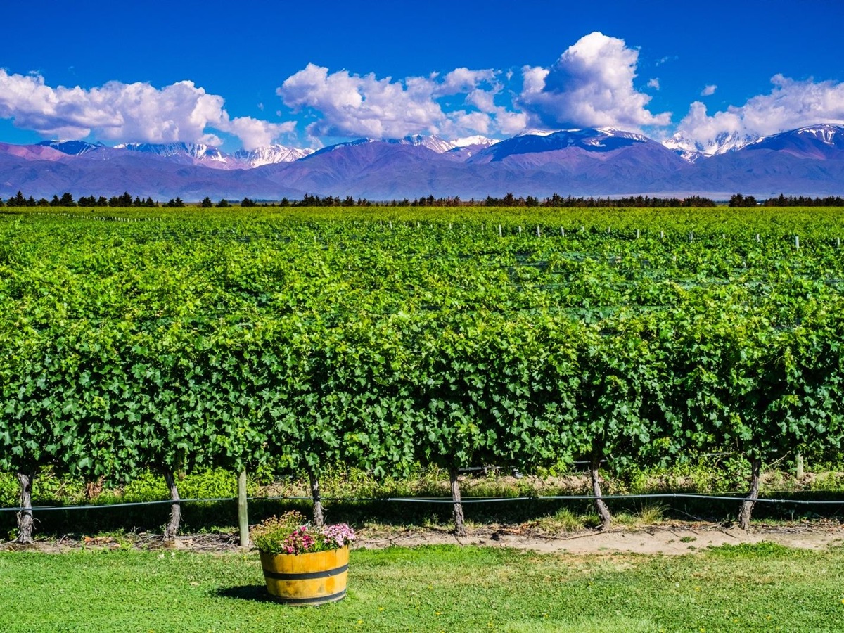 Vines at The Vines in Argentina