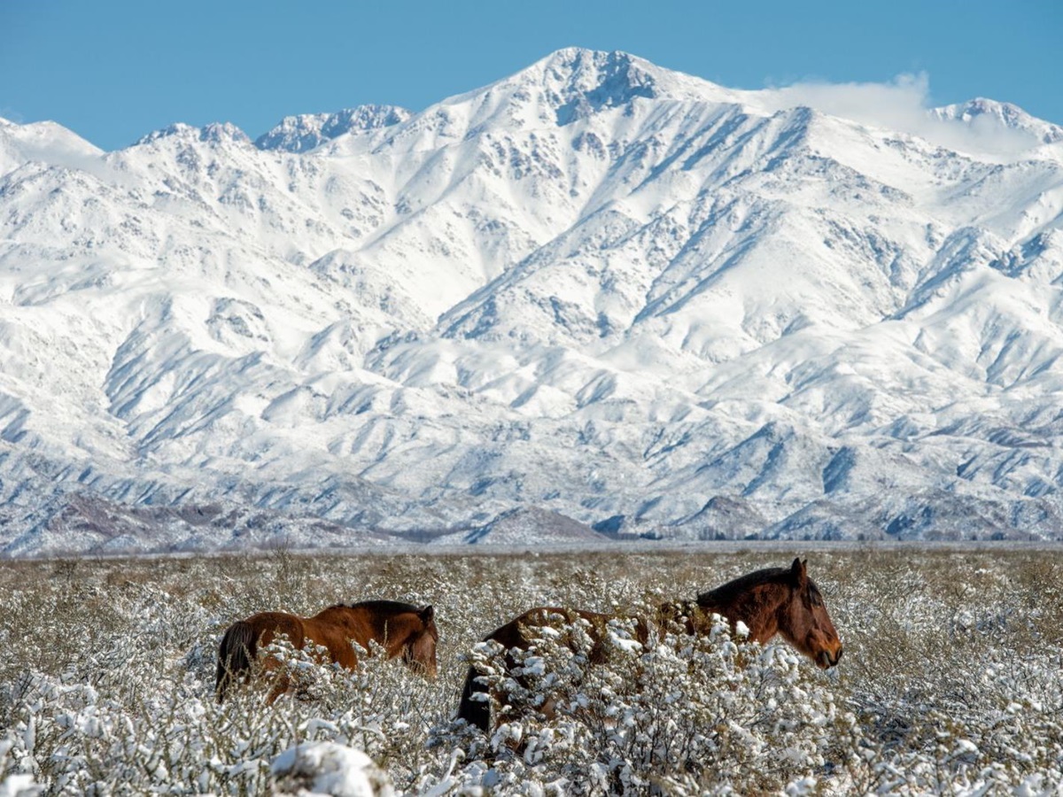 Horses in front of the Andes Mountains on the grounds of The Vines Resort & Spa in Argentina