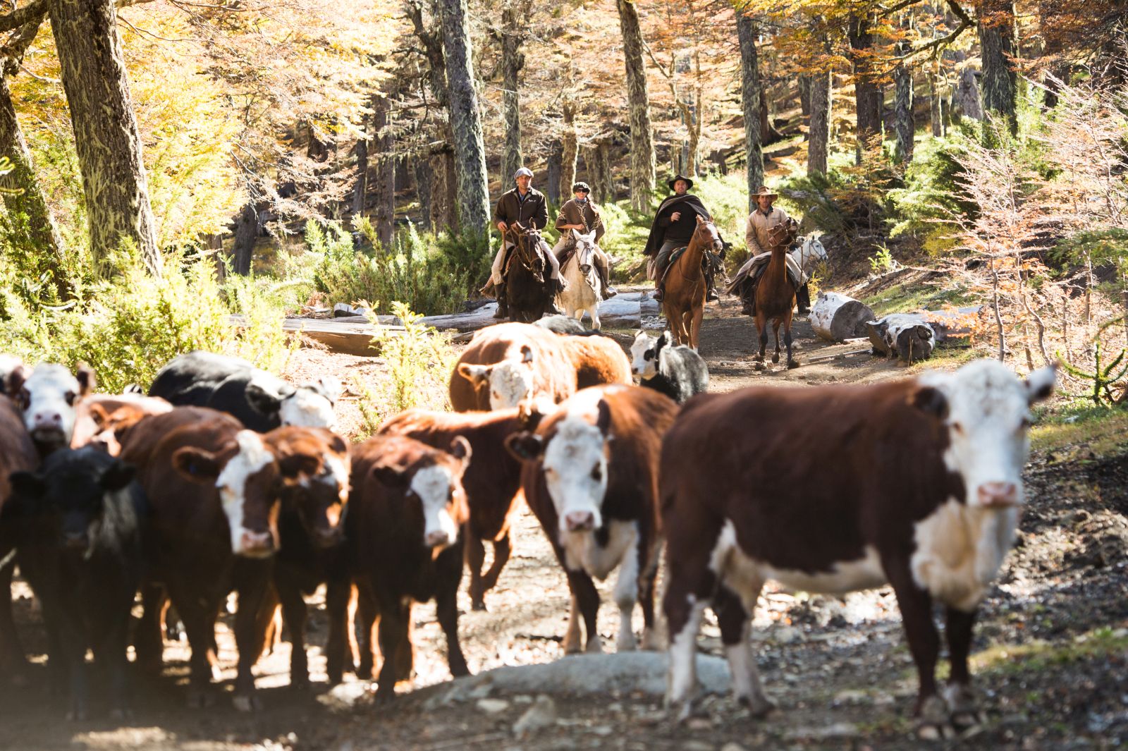 Gauchos on horseback herding the cattle