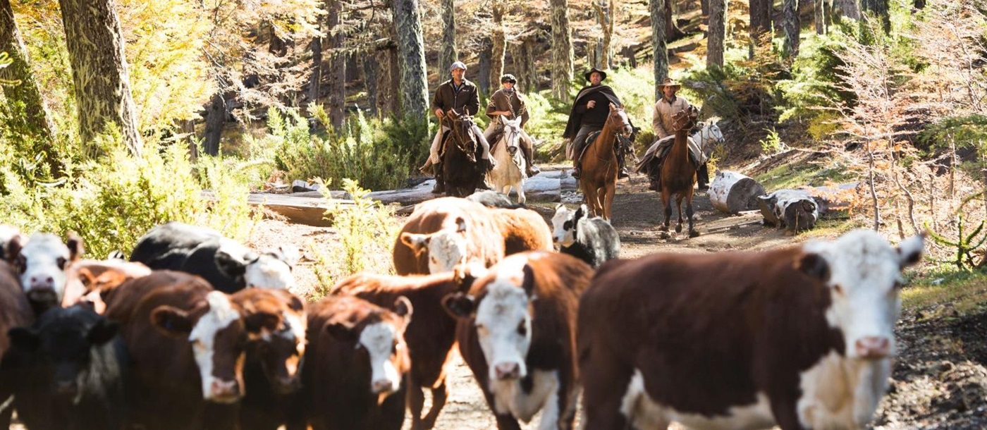 Gauchos on horseback herding the cattle