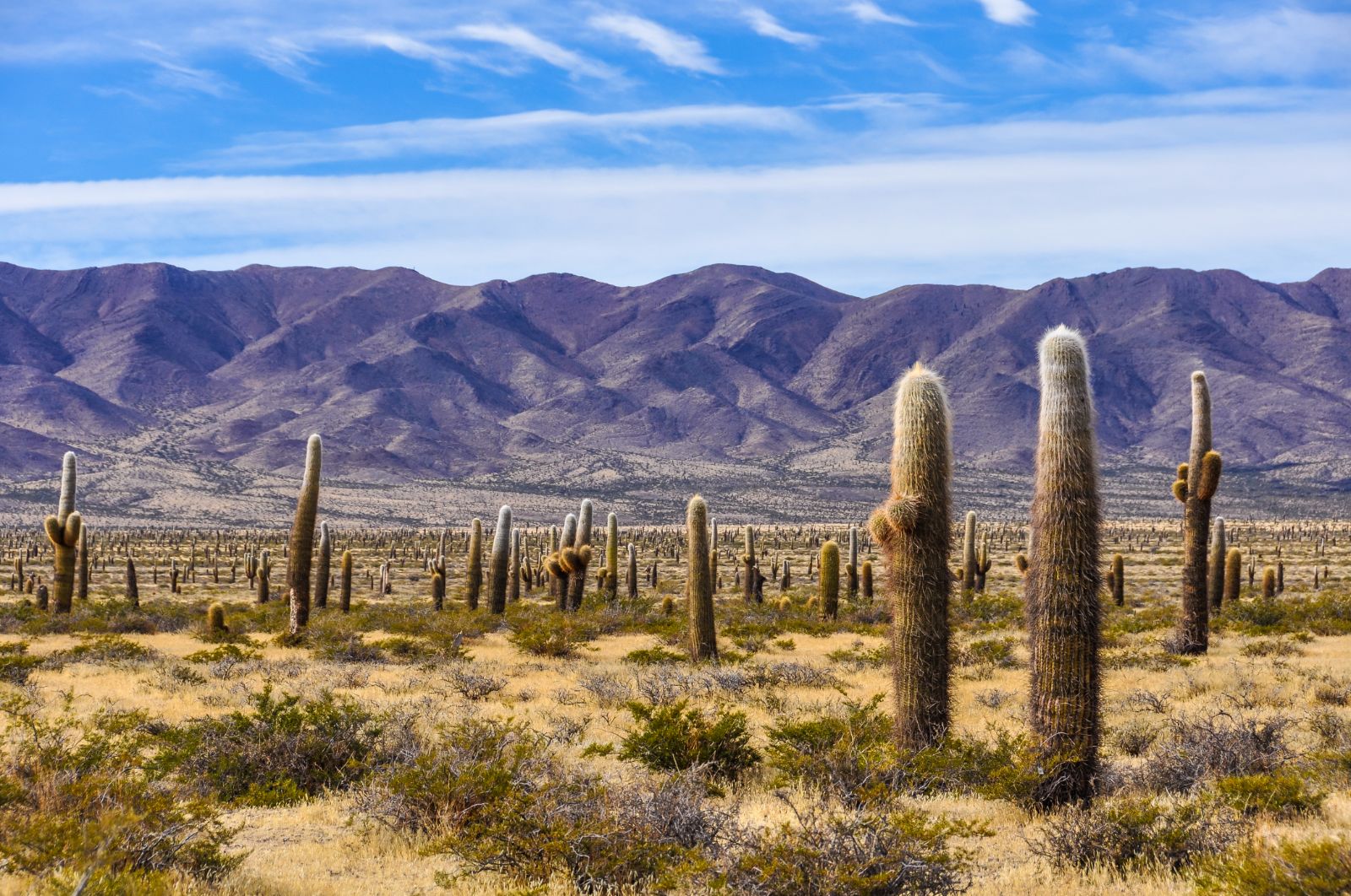Cactus forest at Cardones National Park, Central Argentina