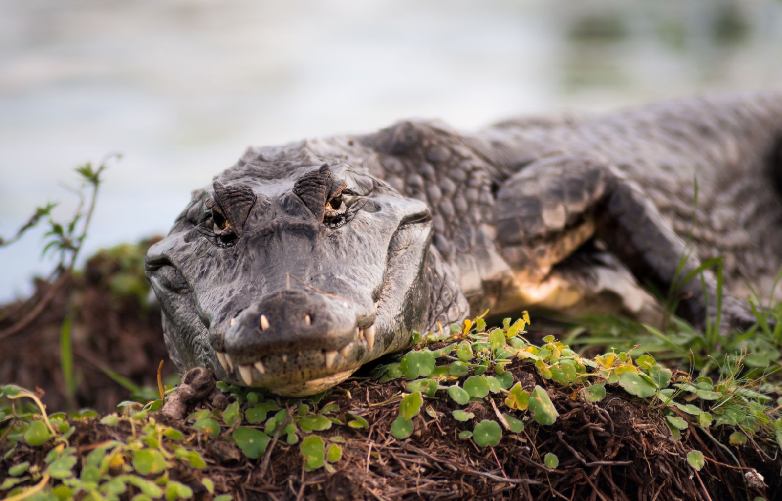 An alligator in the Ibera Wetlands in Argentina