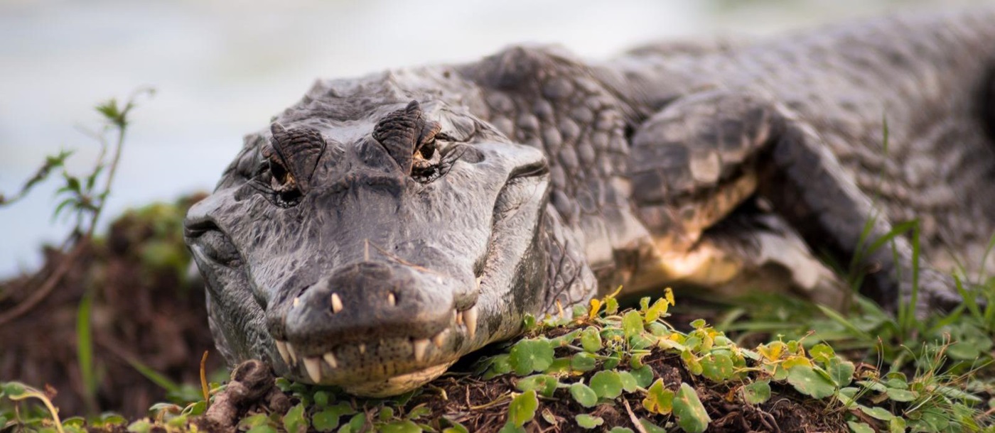 An alligator in the Ibera Wetlands in Argentina