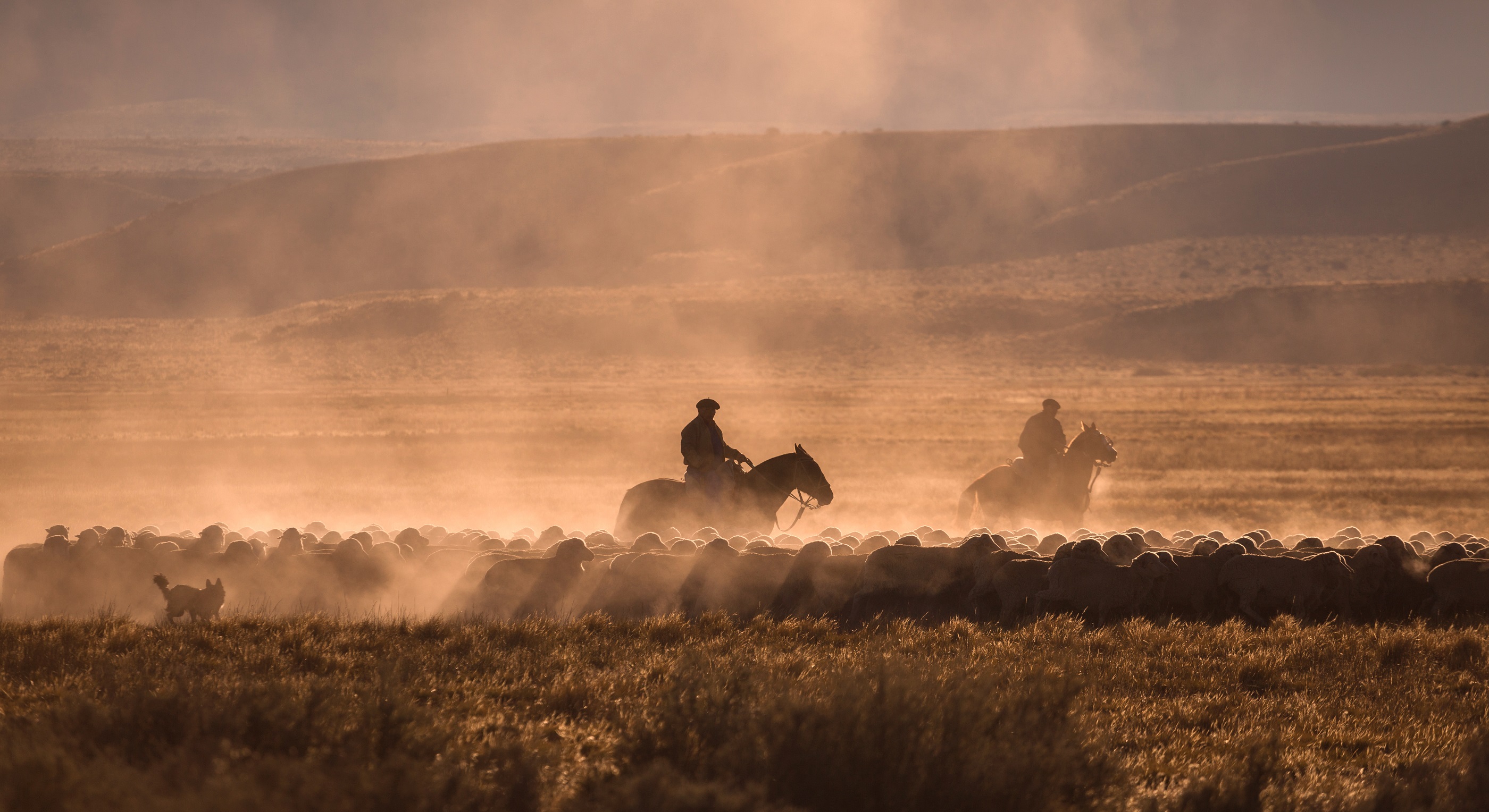 Gauchos herding sheep in Patagonia, Argentina