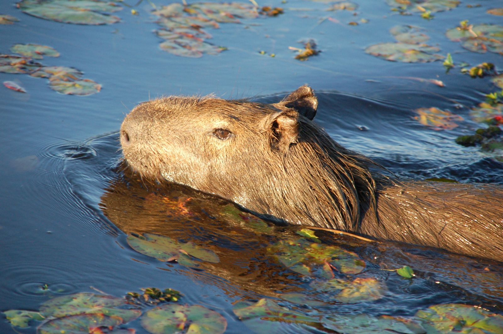 Wildlife in the Ibera Wetlands