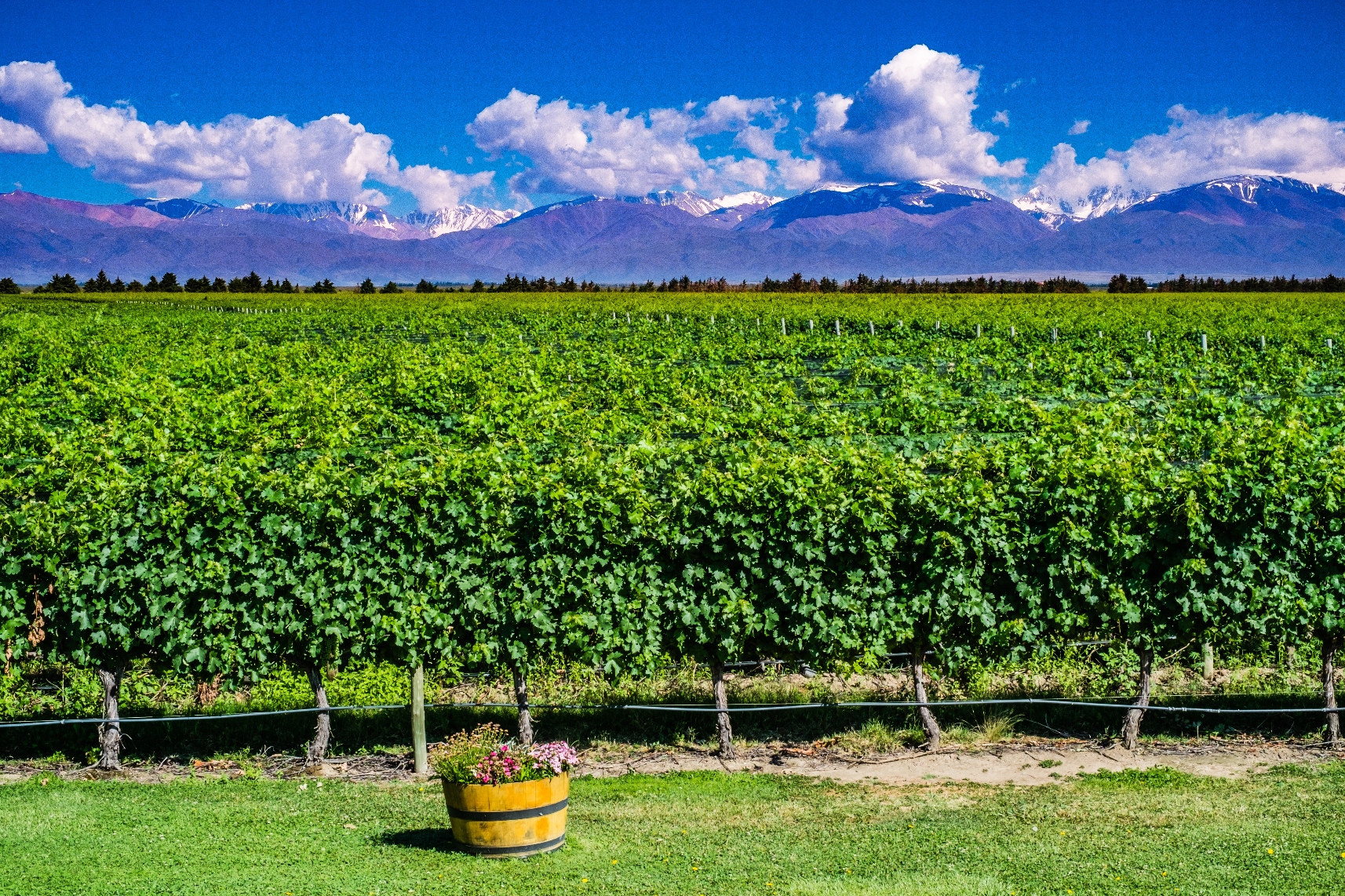 Mendoza vineyards, Argentina