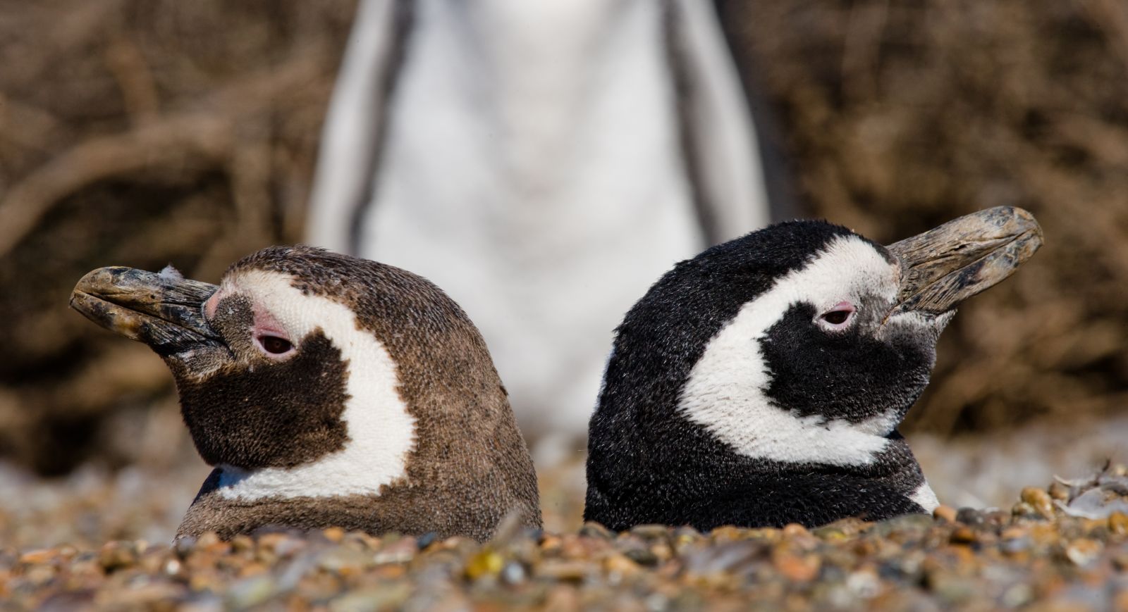 Penguins on the Valdez Peninsula in Argentina