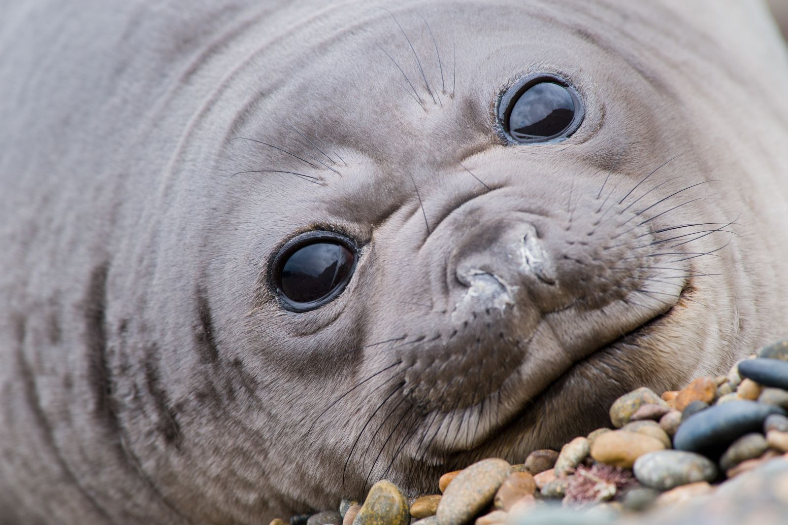 Seal on the beach on the Valdez Peninsula