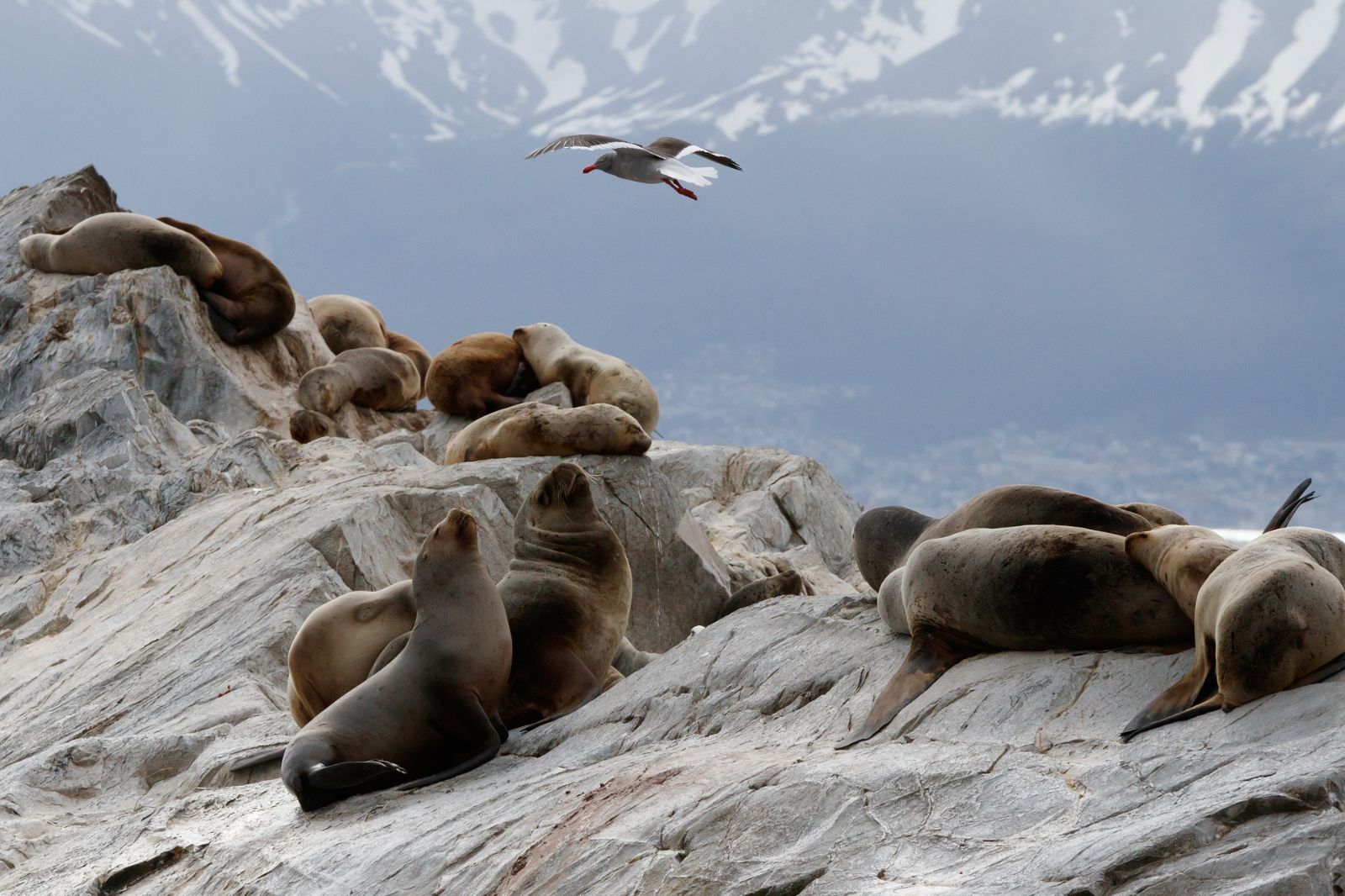 Sea lions along the Beagle Channel, near Ushuaia, Argentina