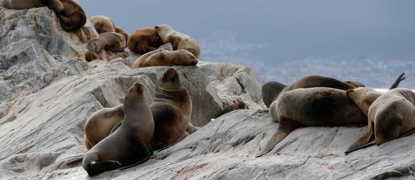 Sea lions along the Beagle Channel, near Ushuaia, Argentina