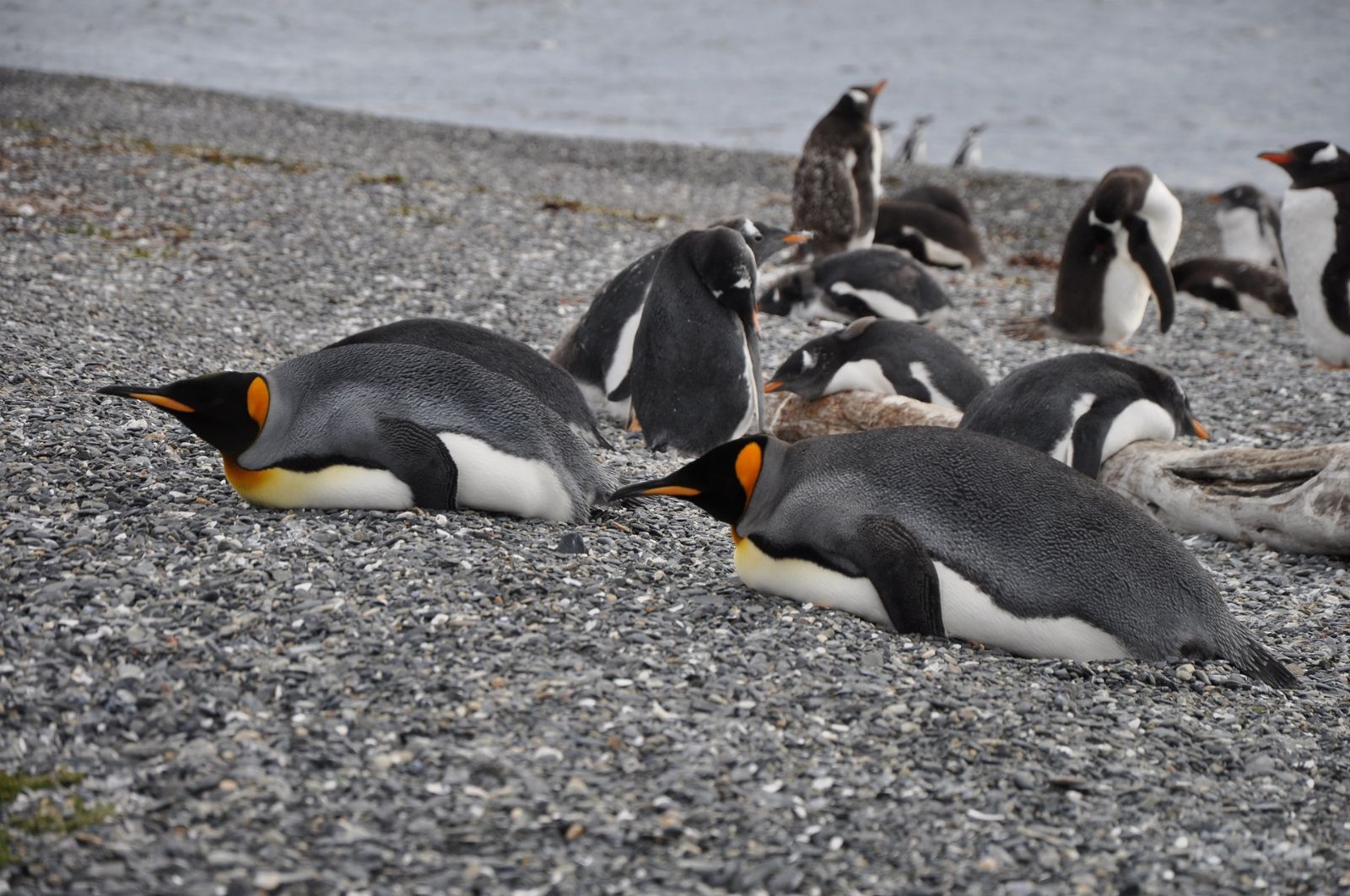 Penguin colony in Ushuaia, Patagonia, Argentina