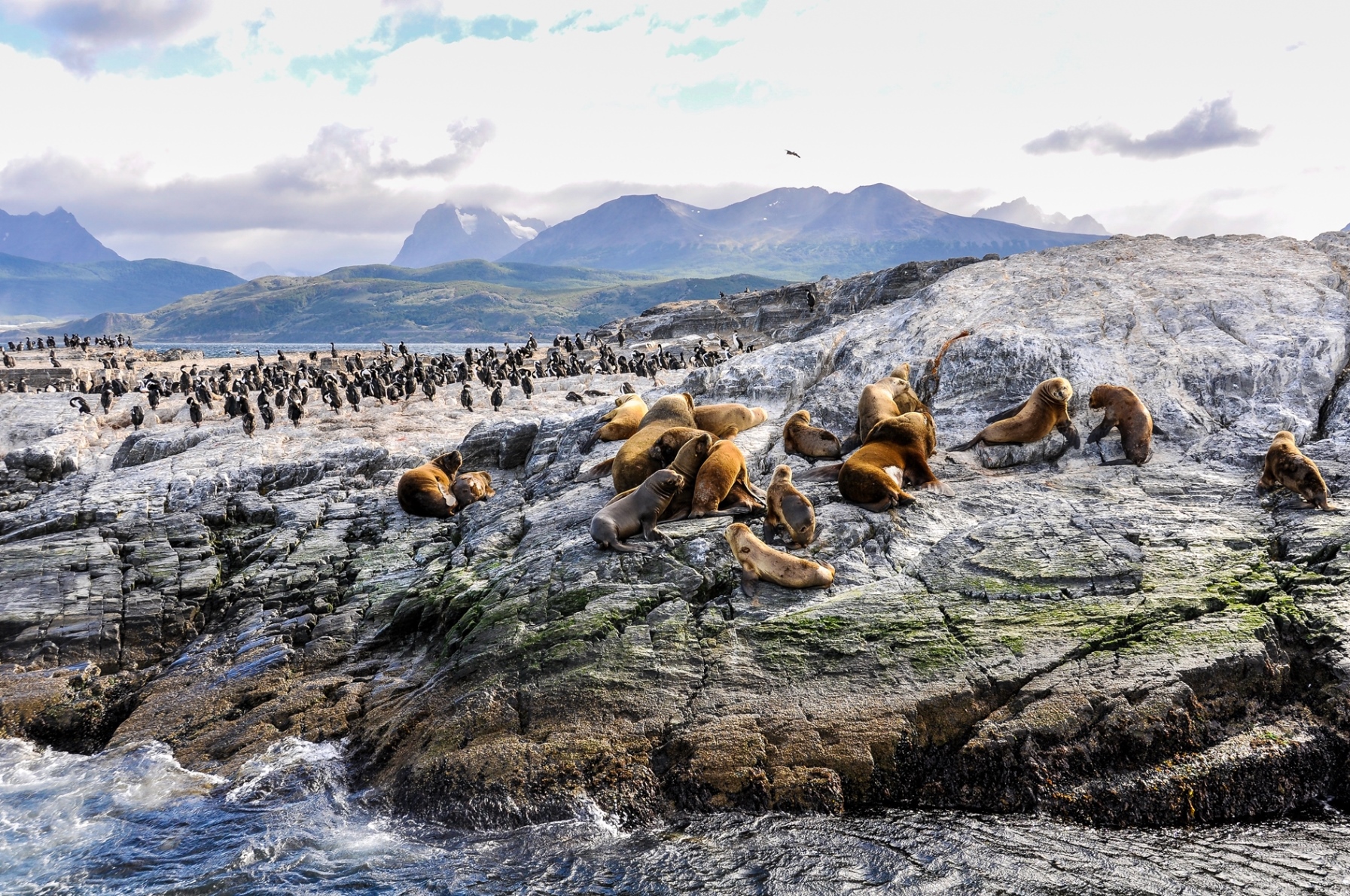 Ushuaia seals, Argentina