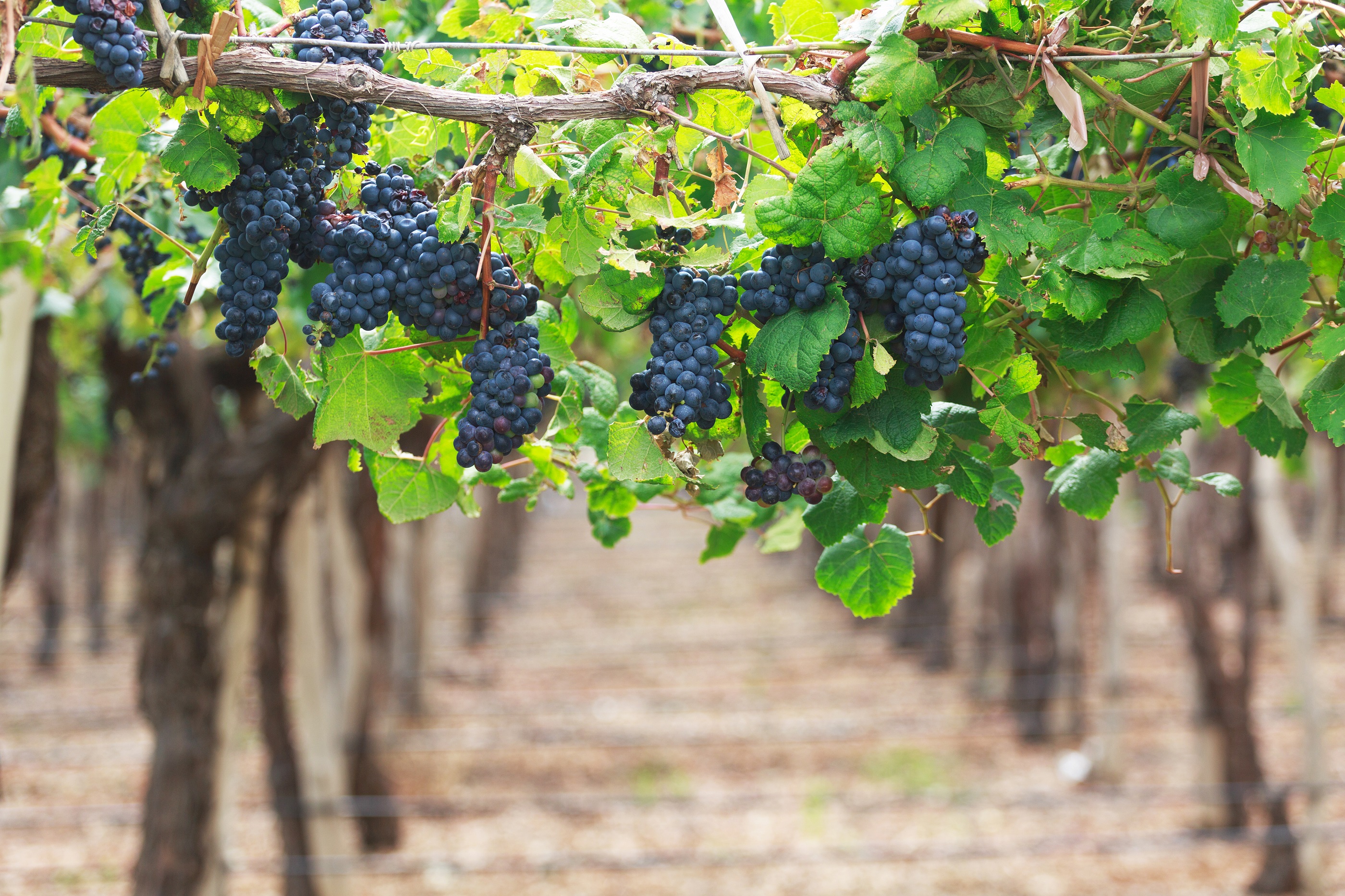 Vineyards in Argentina