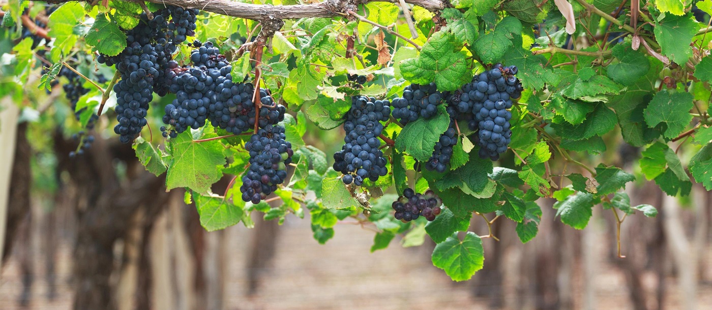 Vineyards in Argentina