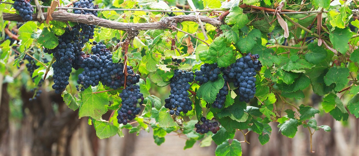 Vineyards in Argentina
