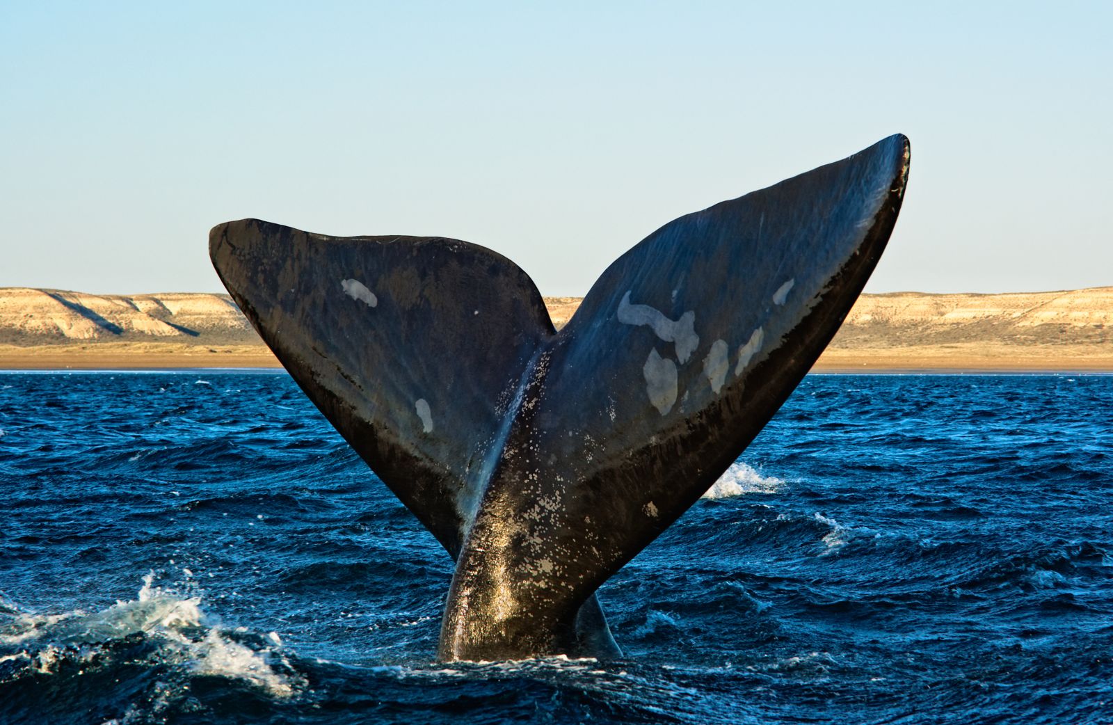 A whale on the Valdez Peninsular