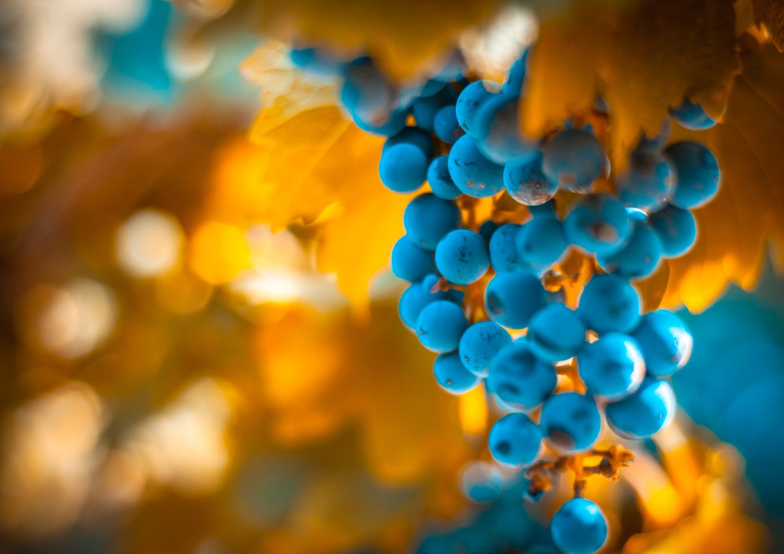 Vines in Argentina
