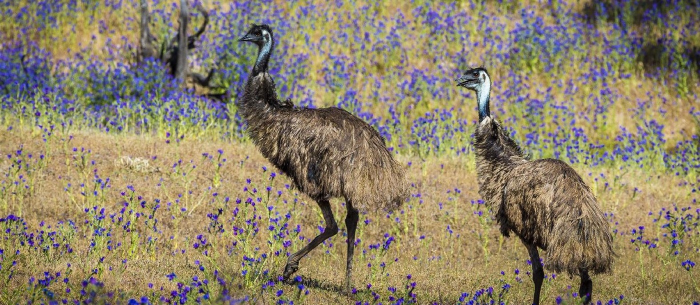 Emus in the wild spotted near Arkaba Homestead in Australia