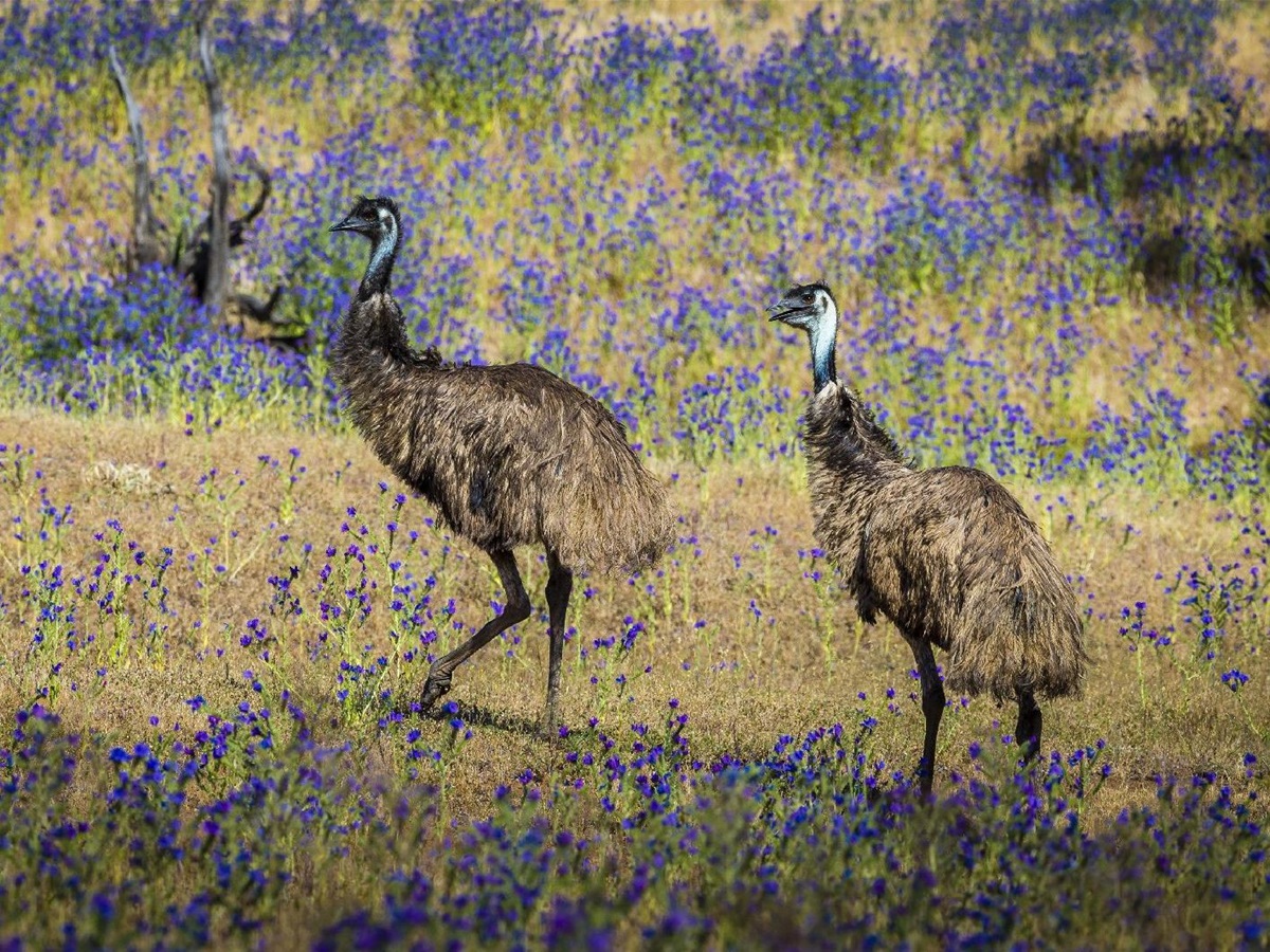Emus in the wild spotted near Arkaba Homestead in Australia