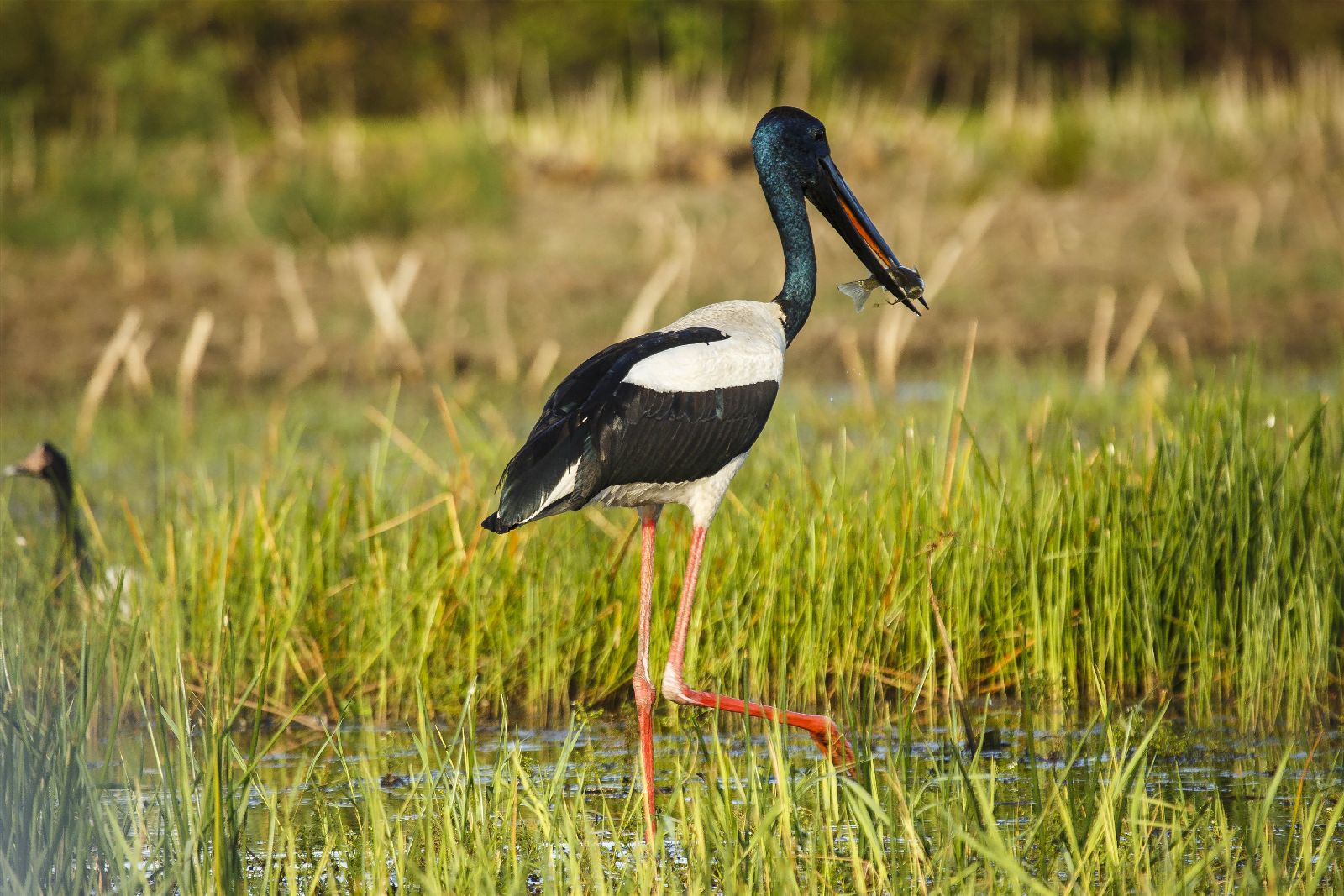 A jabiru spotted in the waterways near Bamurru Plains in Northern Australia