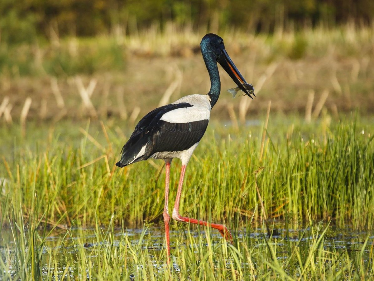 A jabiru spotted in the waterways near Bamurru Plains in Northern Australia