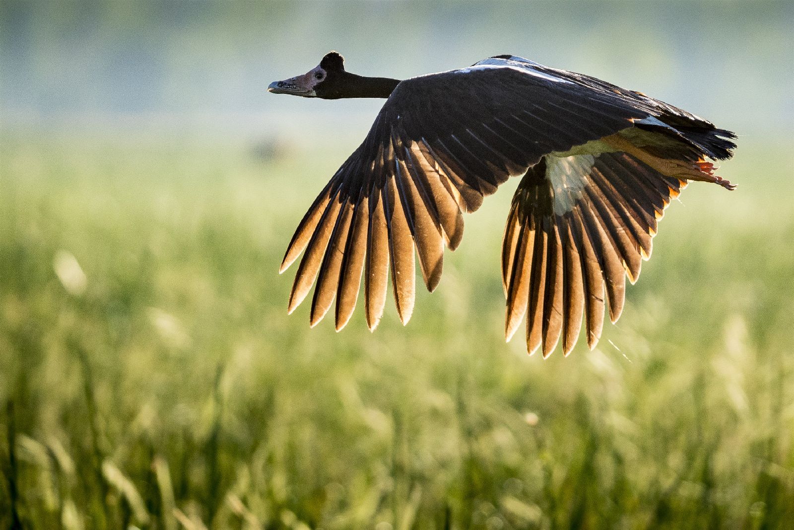 Magpie goose in flight at Bamurru Plains in Northern Australia