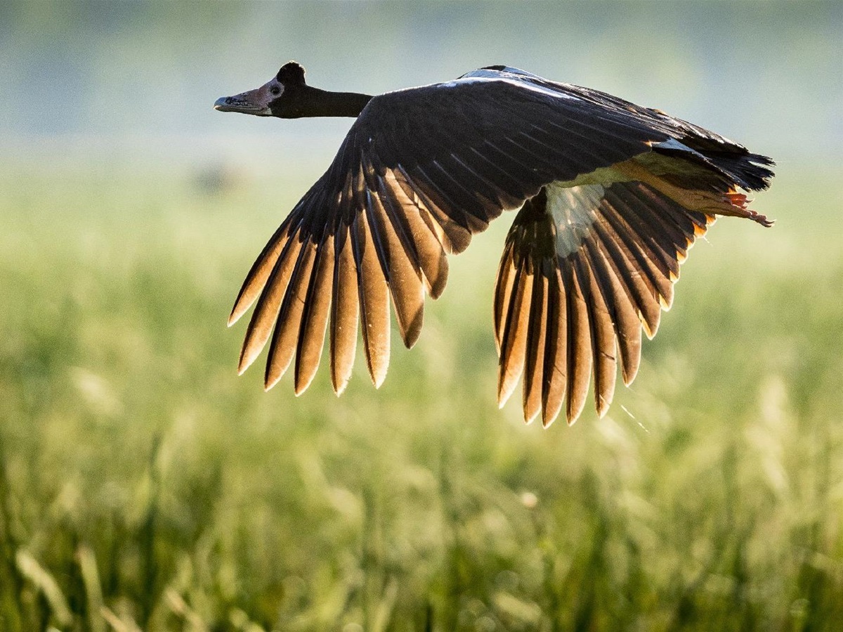 Magpie goose in flight at Bamurru Plains in Northern Australia