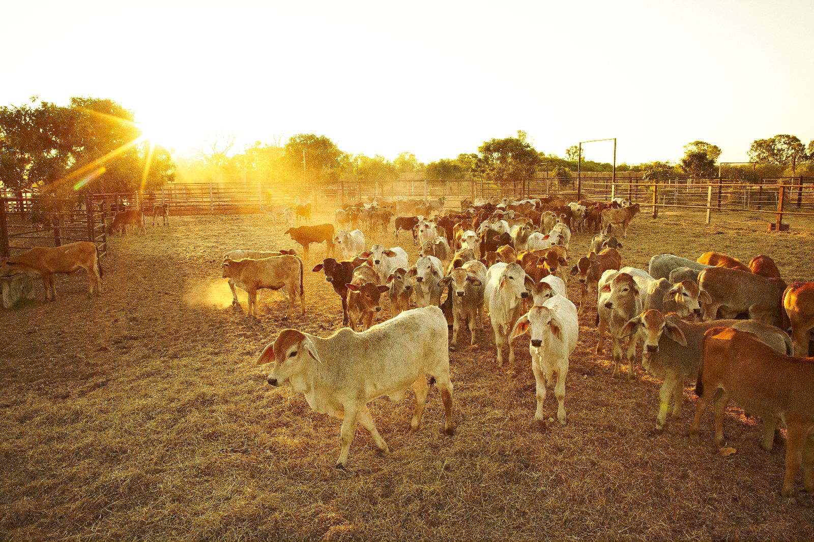 The cattle ranch at Bullo River Station Northern Territory Australia