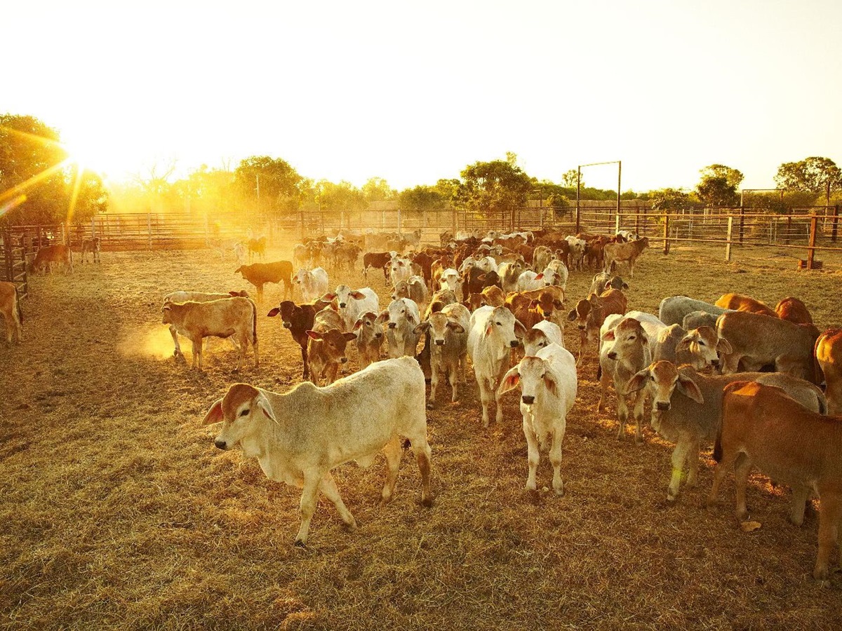 The cattle ranch at Bullo River Station Northern Territory Australia
